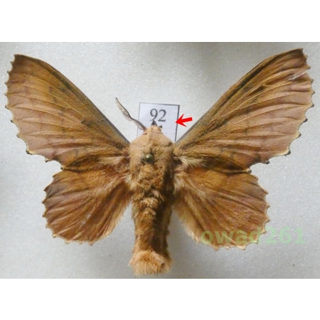 Gastropacha quercifolia (Linnaeus, 1758) male Czech92
